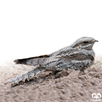 گونه شبگرد معمولی European Nightjar